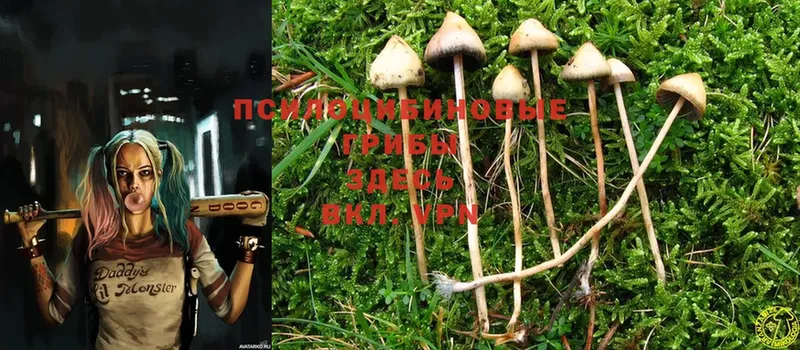 где продают наркотики  Пикалёво  Галлюциногенные грибы MAGIC MUSHROOMS 